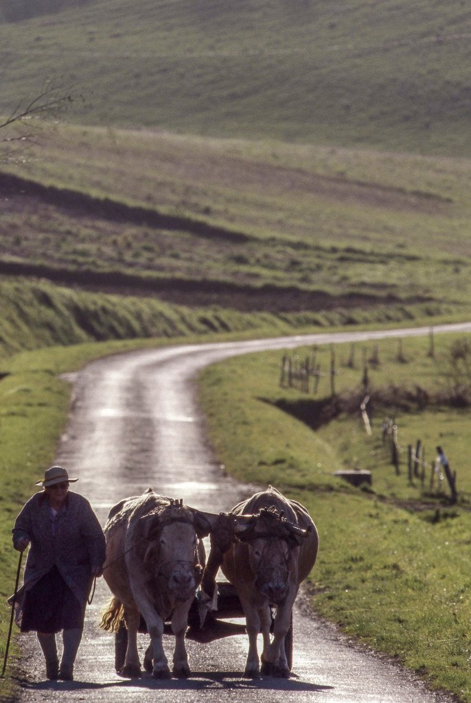 Renée Bagelet et ses bœufs Photo : Jacques Laporte