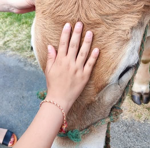- La corne rose - Le voyage de Léonnie Safran, et Bouleau 2023