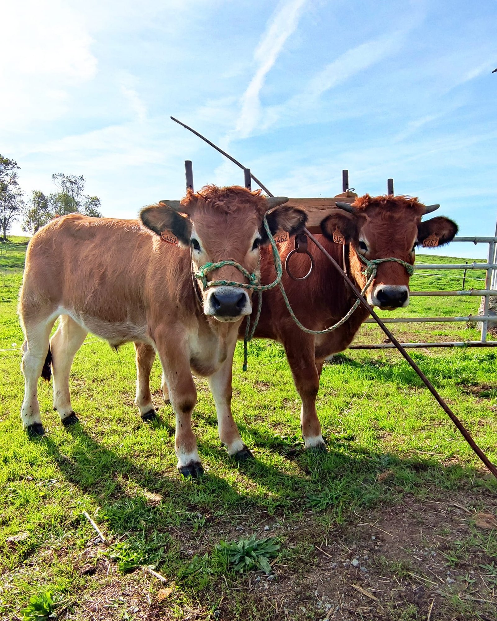Aucune description de photo disponible. - La corne rose - Le voyage de Léonnie, Safran, et Bouleau 2023