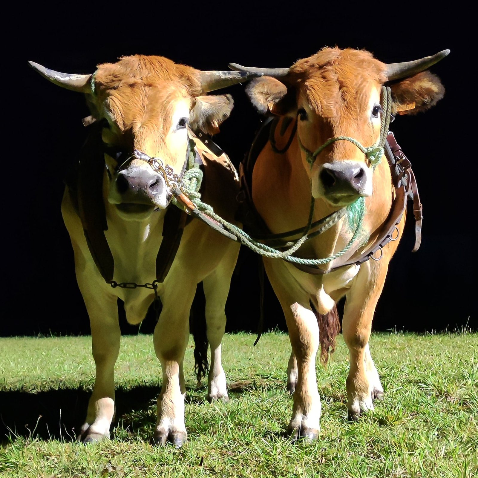 Aucune description de photo disponible. - La corne rose - Le voyage de Léonnie, Safran, et Bouleau 2023