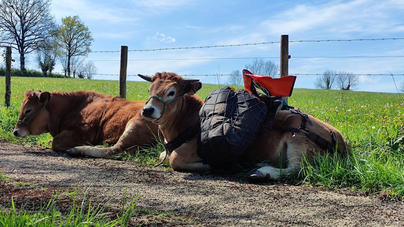 Aucune description de photo disponible. - La corne rose - Le voyage de Léonnie, Safran, et Bouleau 2023