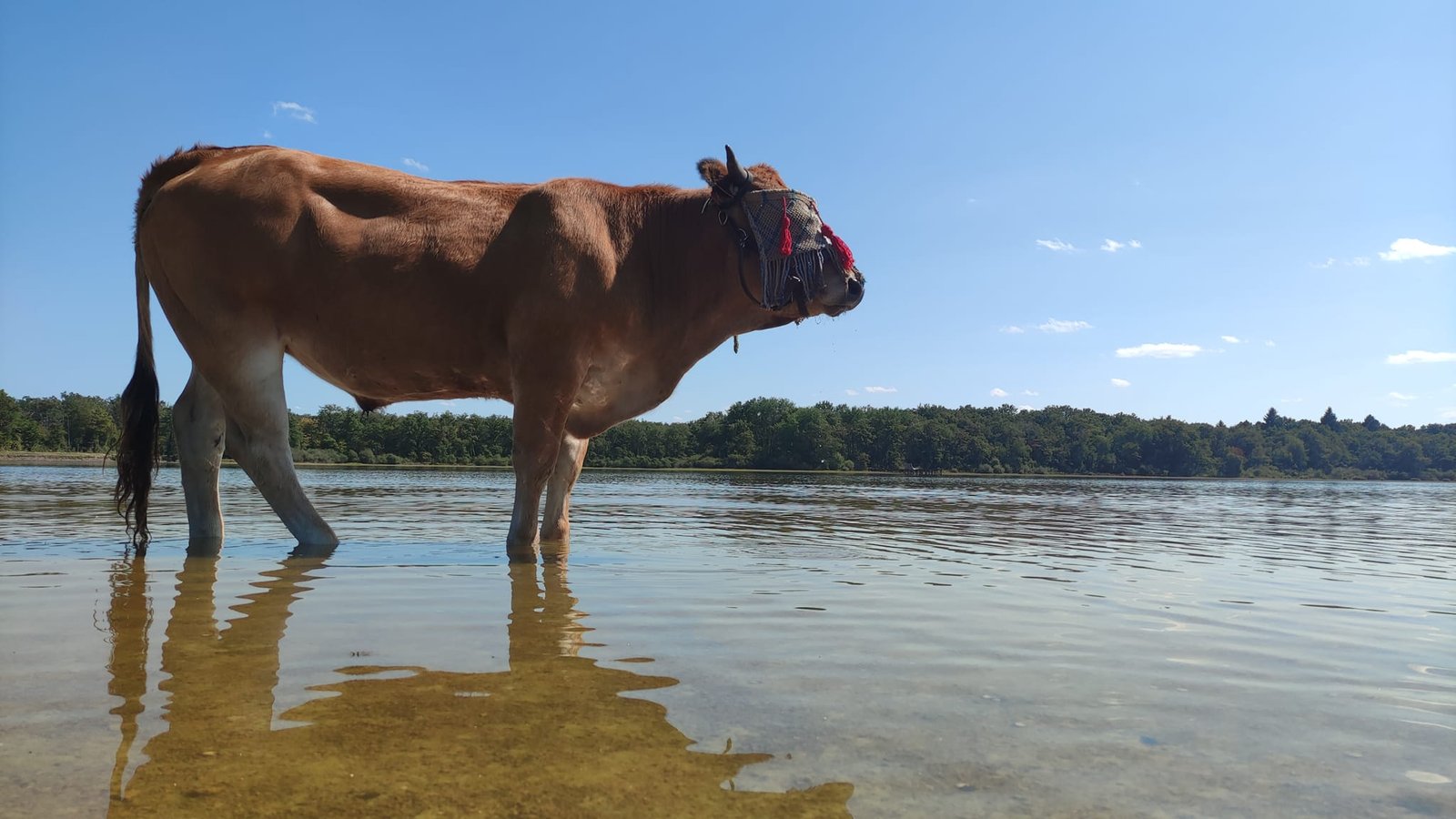 Aucune description de photo disponible. - La corne rose - Le voyage de Léonnie, Safran, et Bouleau 2023