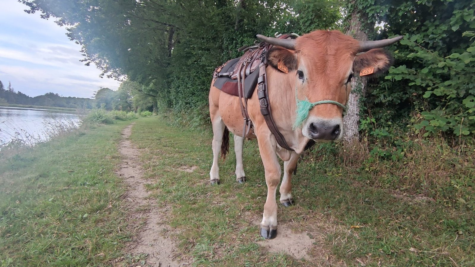 Aucune description de photo disponible. - La corne rose - Le voyage de Léonnie, Safran, et Bouleau 2023