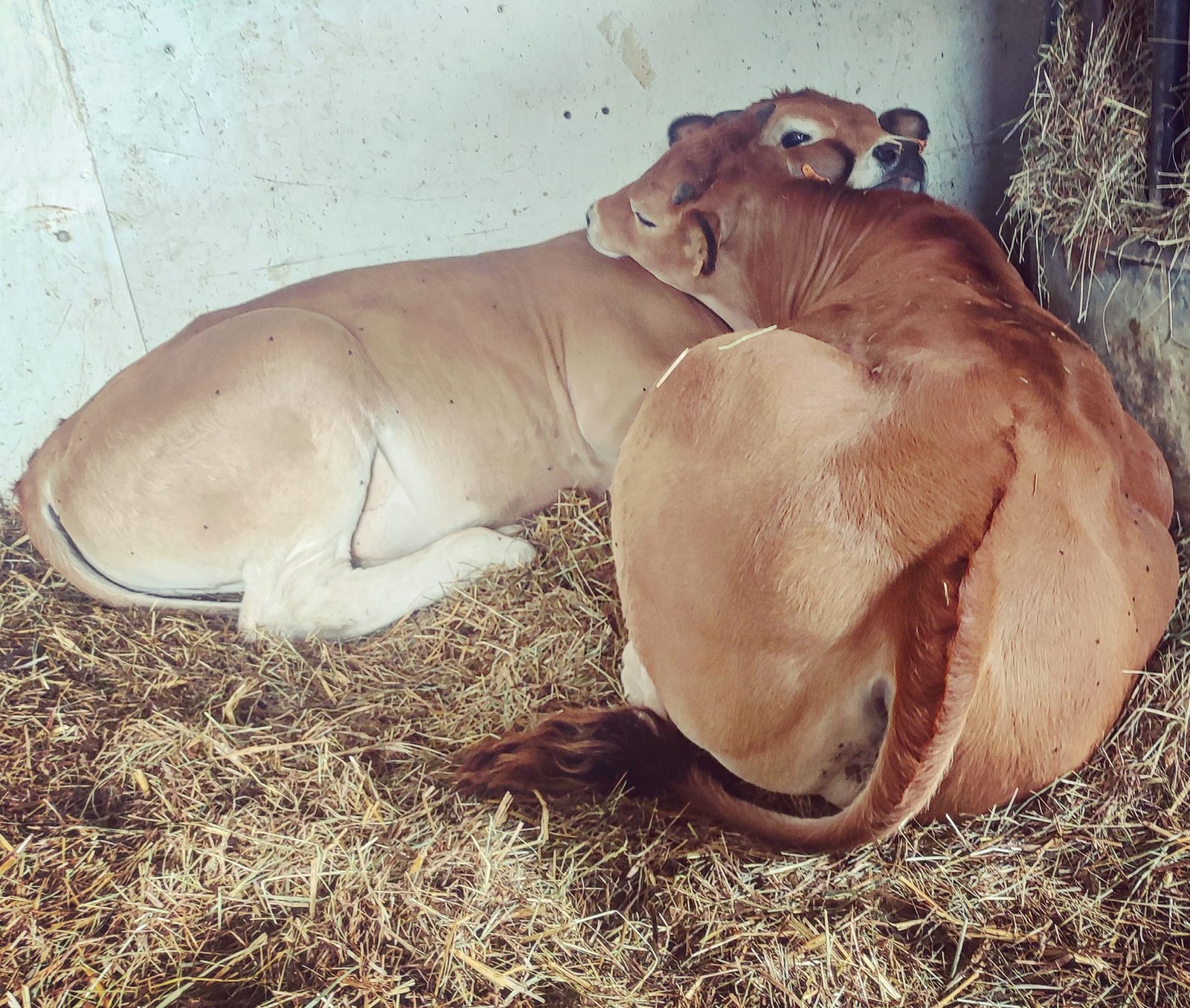 Aucune description de photo disponible. - La corne rose - Le voyage de Léonnie, Safran, et Bouleau 2023