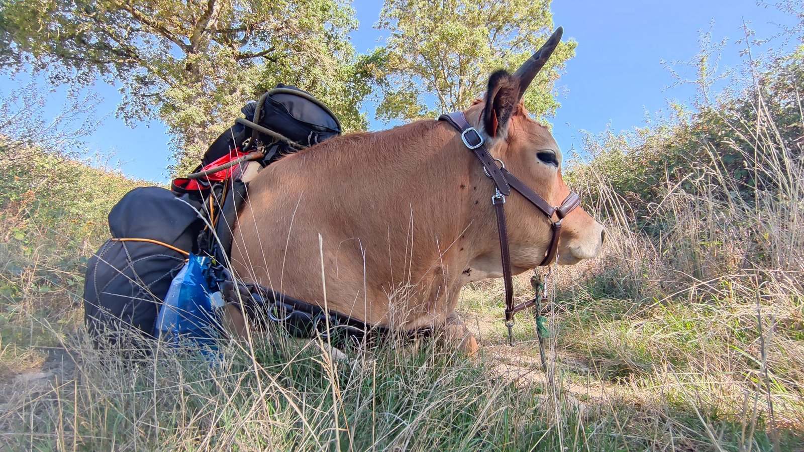 Aucune description de photo disponible. - La corne rose - Le voyage de Léonnie, Safran, et Bouleau 2023