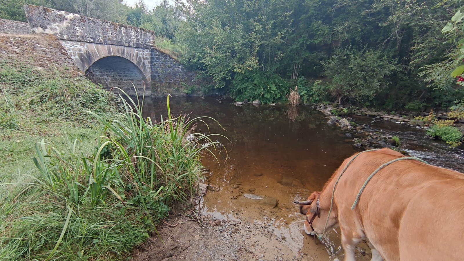 Aucune description de photo disponible. - La corne rose - Le voyage de Léonnie, Safran, et Bouleau 2023