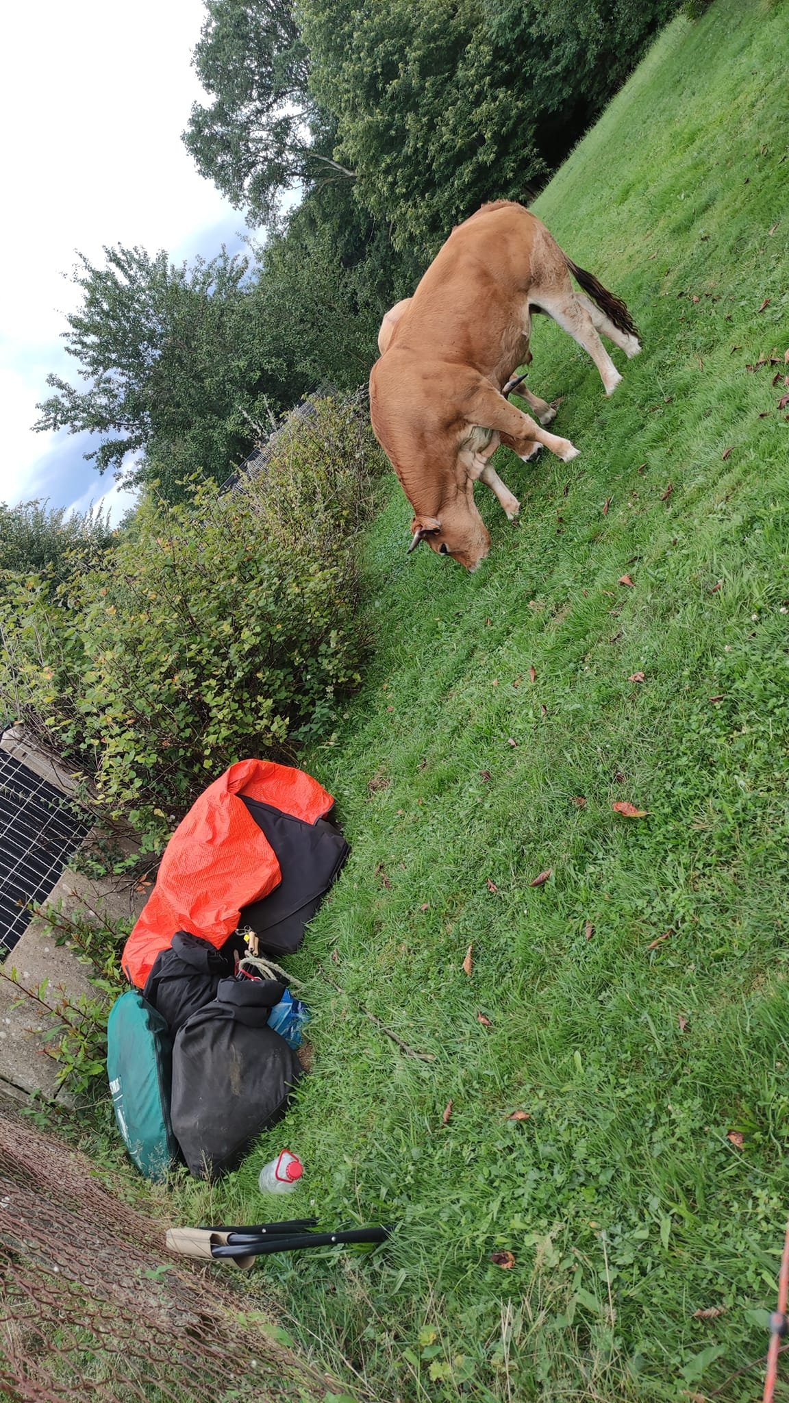 Aucune description de photo disponible. - La corne rose - Le voyage de Léonnie, Safran, et Bouleau 2023