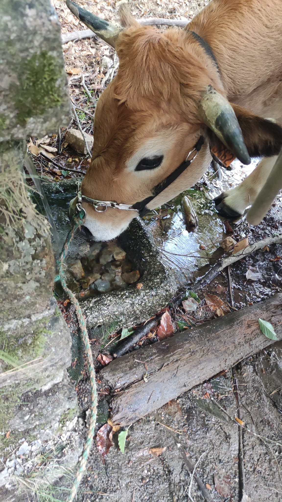 Aucune description de photo disponible. - La corne rose - Le voyage de Léonnie, Safran, et Bouleau 2023