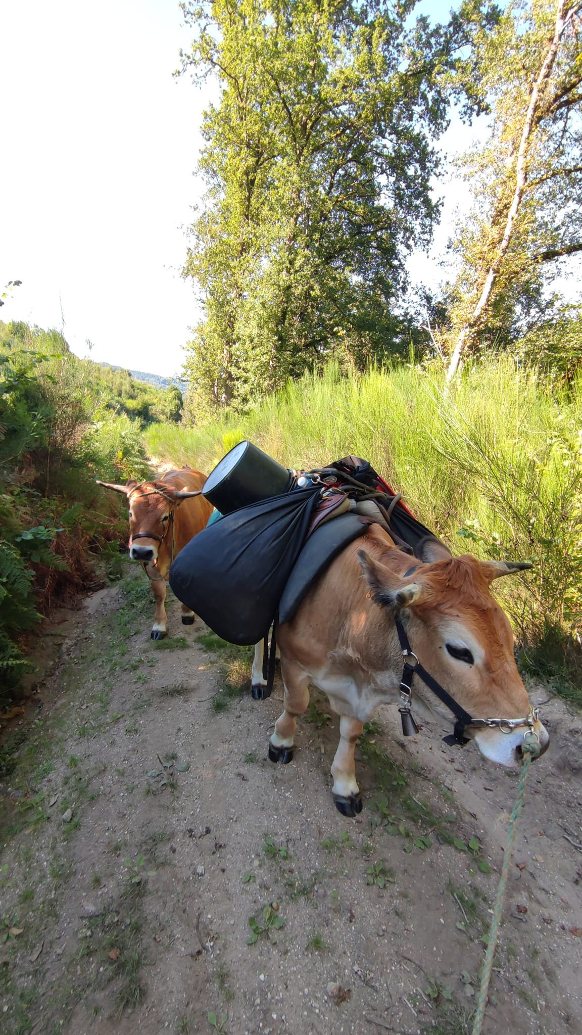 Aucune description de photo disponible. - La corne rose - Le voyage de Léonnie, Safran, et Bouleau 2023