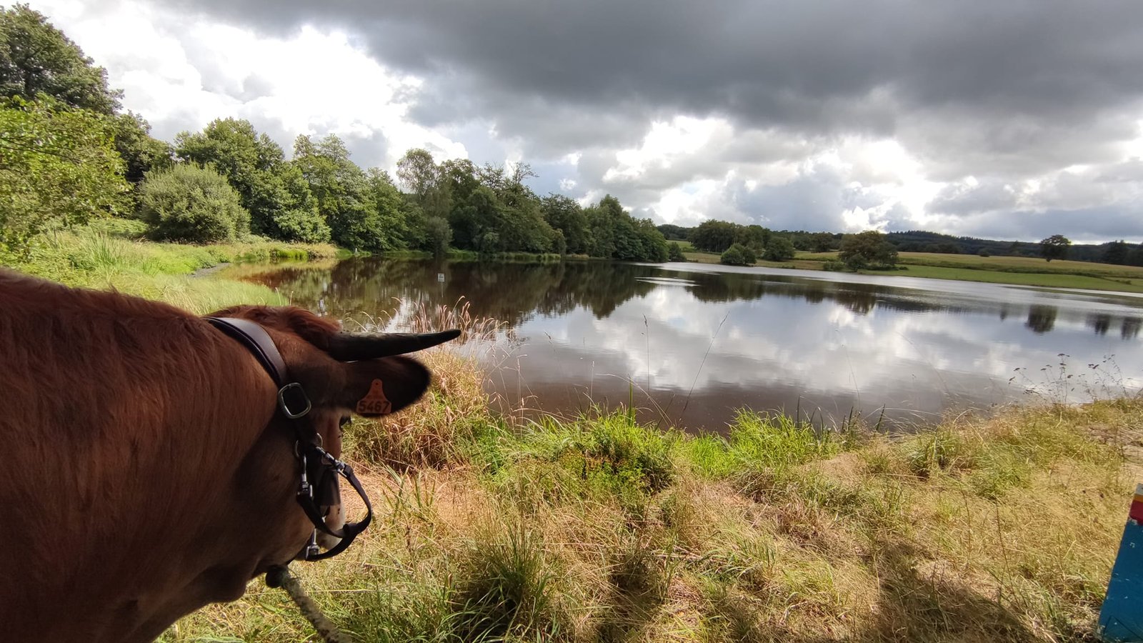 Aucune description de photo disponible. - La corne rose - Le voyage de Léonnie, Safran, et Bouleau 2023