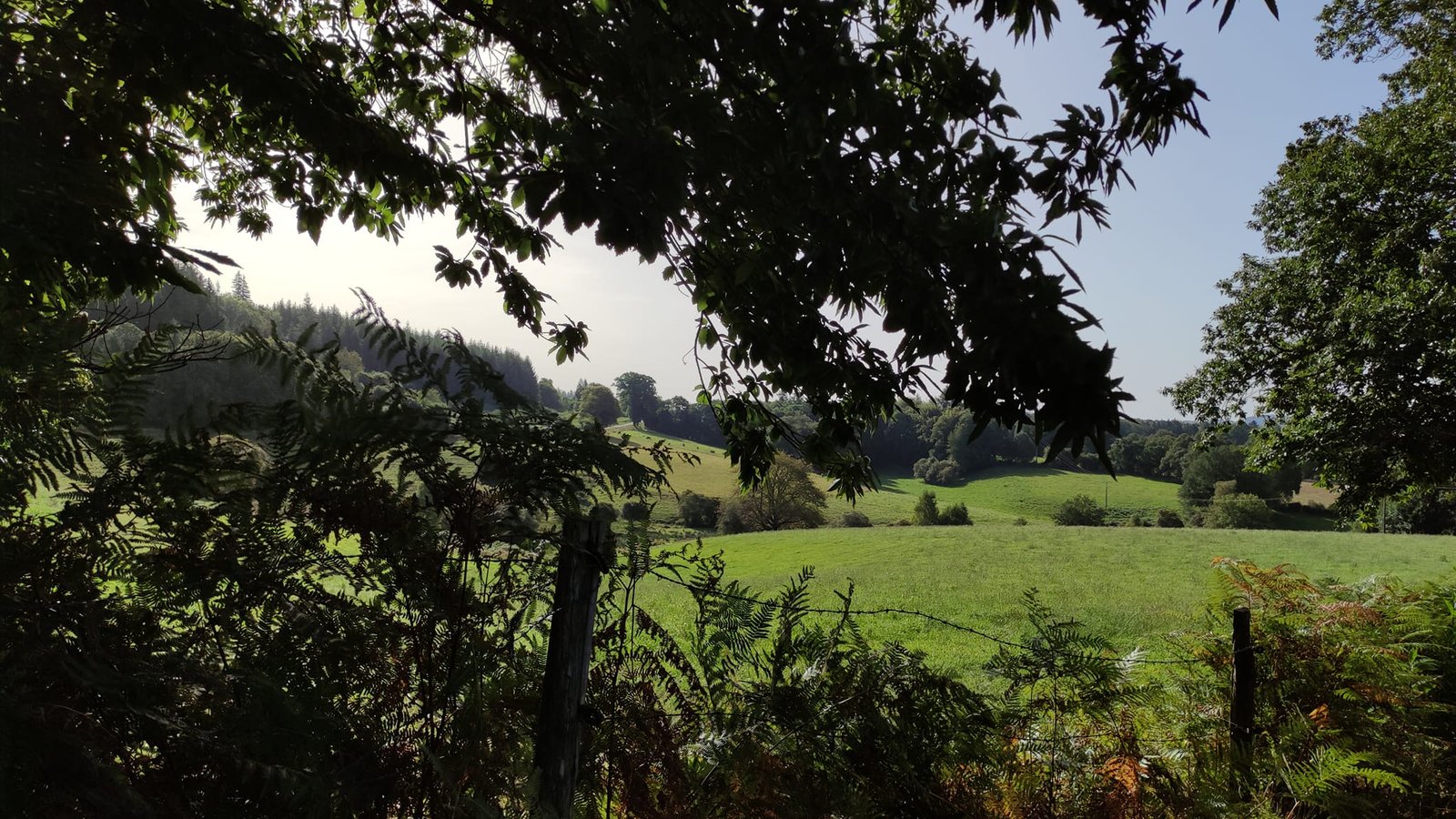 Aucune description de photo disponible. - La corne rose - Le voyage de Léonnie, Safran, et Bouleau 2023