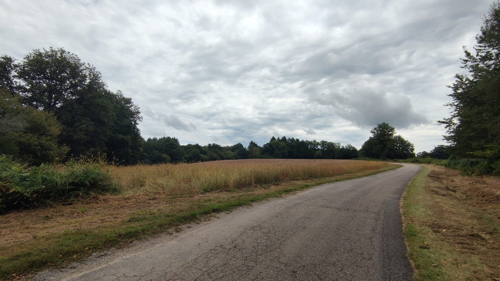 Aucune description de photo disponible. - La corne rose - Le voyage de Léonnie, Safran, et Bouleau 2023