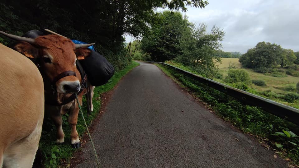 Aucune description de photo disponible. - La corne rose - Le voyage de Léonnie, Safran, et Bouleau 2023