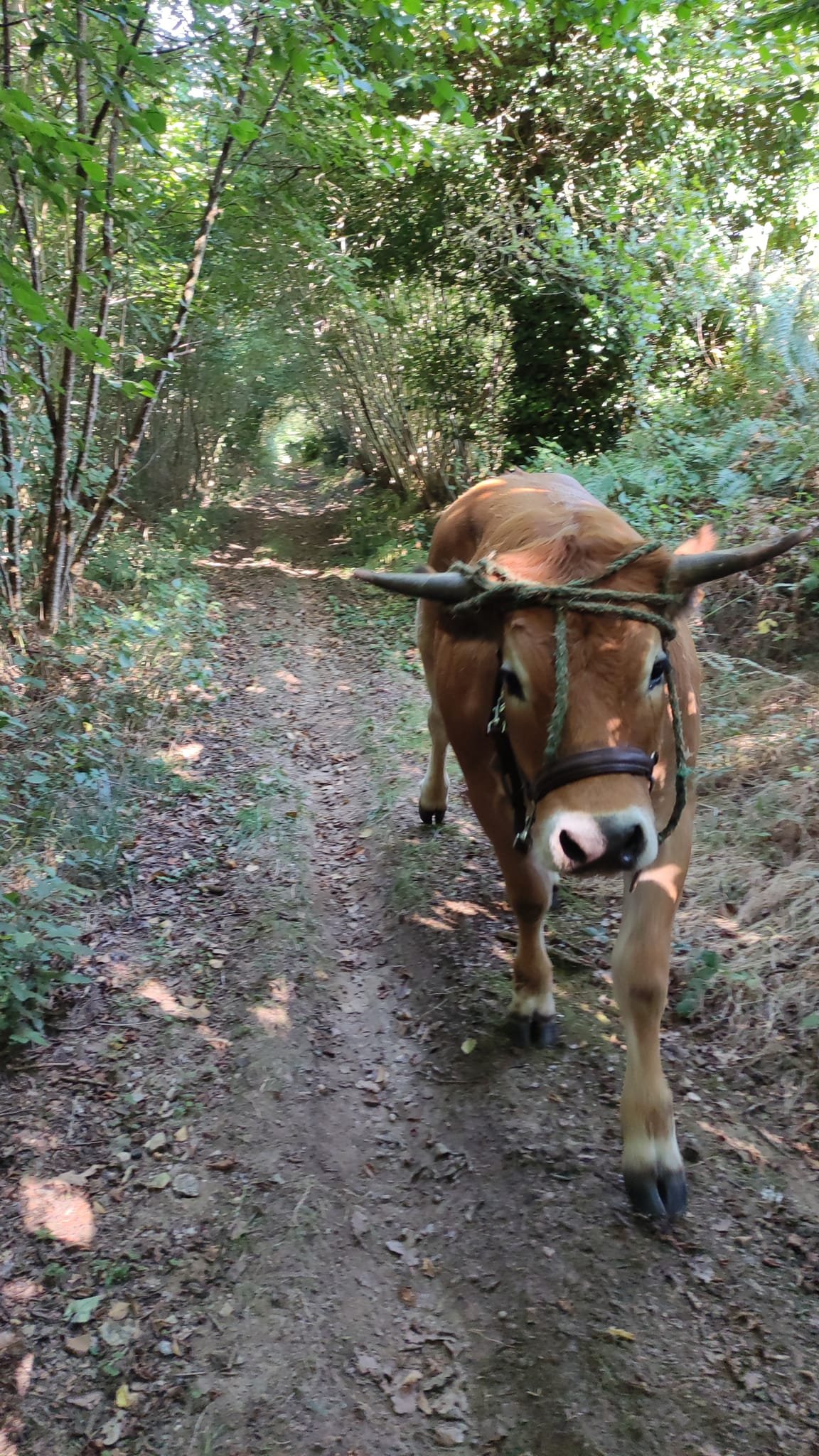 Aucune description de photo disponible. - La corne rose - Le voyage de Léonnie, Safran, et Bouleau 2023