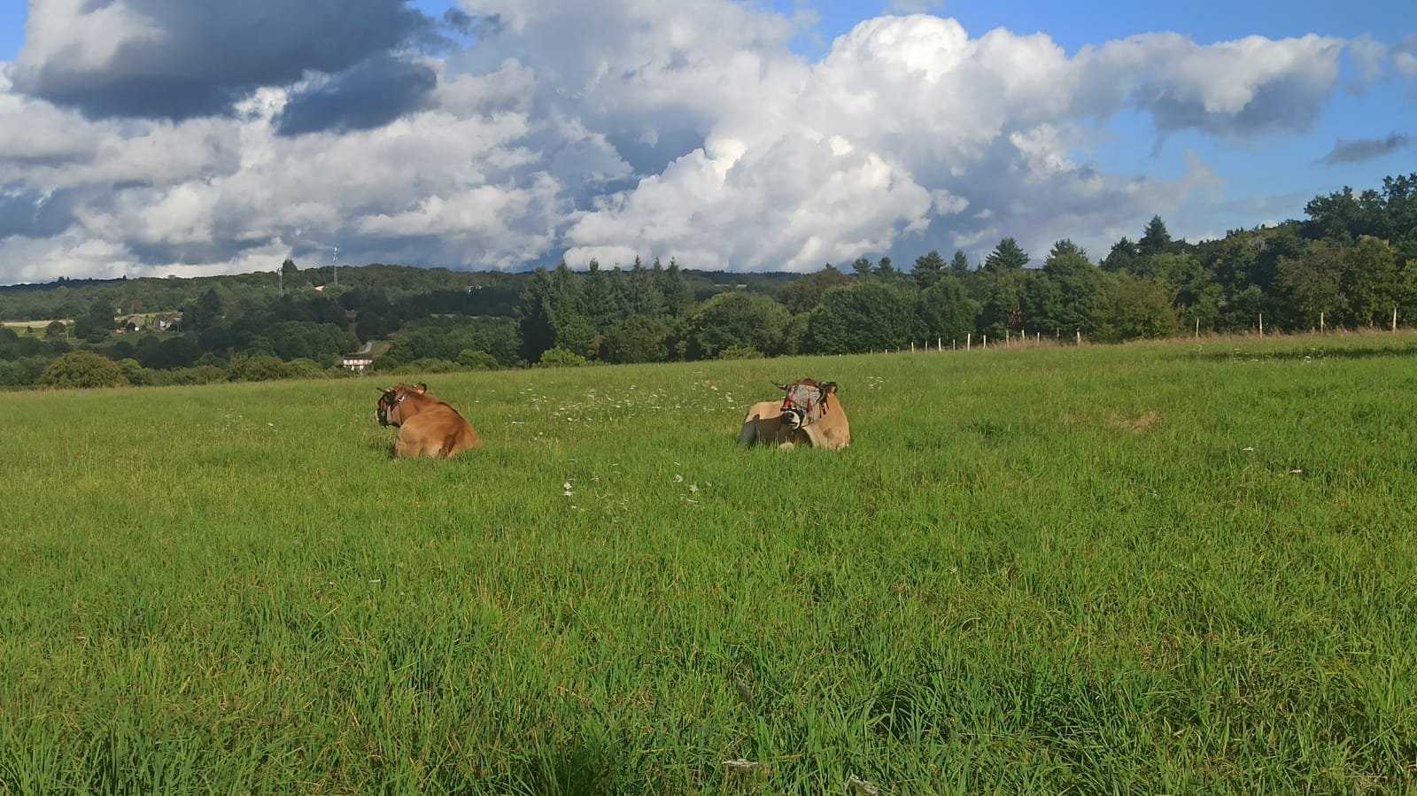 Aucune description de photo disponible. - La corne rose - Le voyage de Léonnie, Safran, et Bouleau 2023