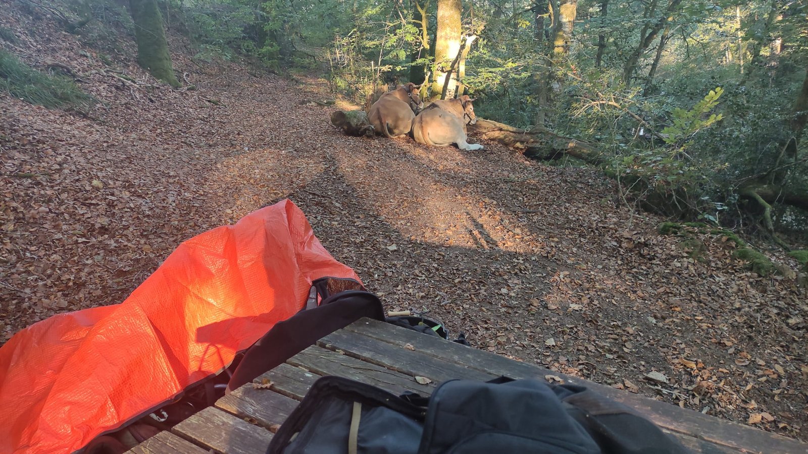 Aucune description de photo disponible. - La corne rose - Le voyage de Léonnie, Safran, et Bouleau 2023