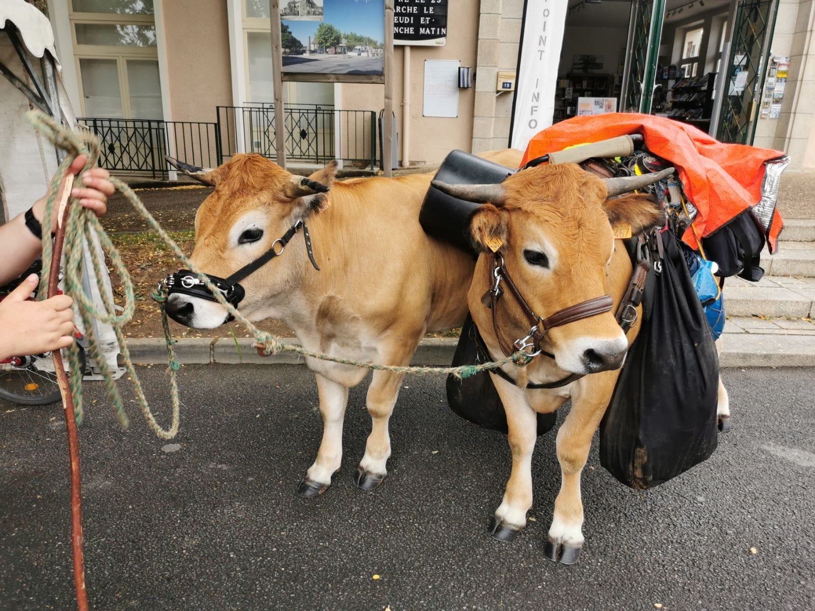 Aucune description de photo disponible. - La corne rose - Le voyage de Léonnie, Safran, et Bouleau 2023