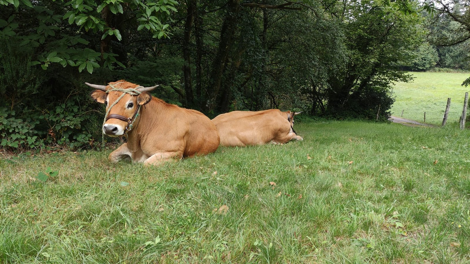 Aucune description de photo disponible. - La corne rose - Le voyage de Léonnie, Safran, et Bouleau 2023