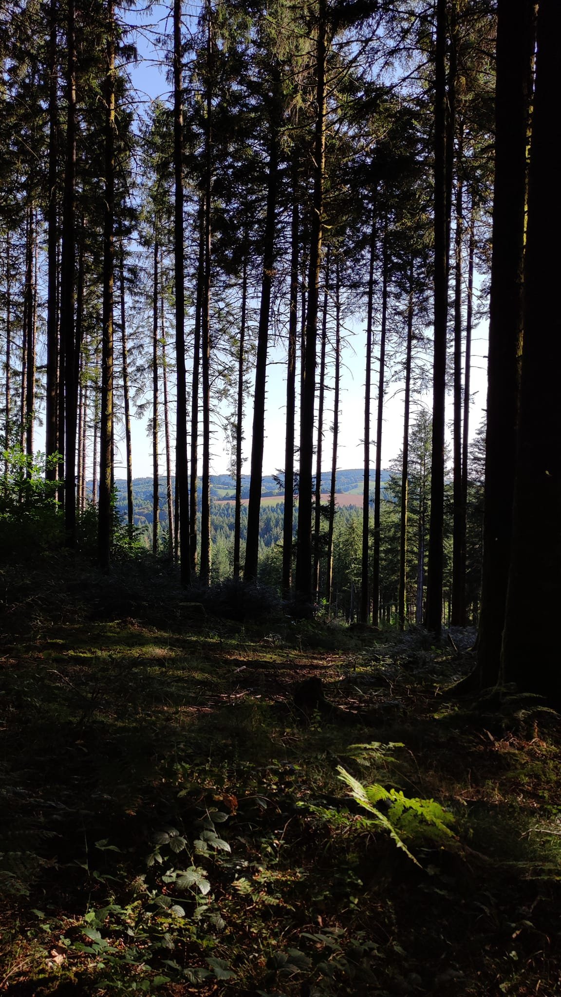 Aucune description de photo disponible. - La corne rose - Le voyage de Léonnie, Safran, et Bouleau 2023