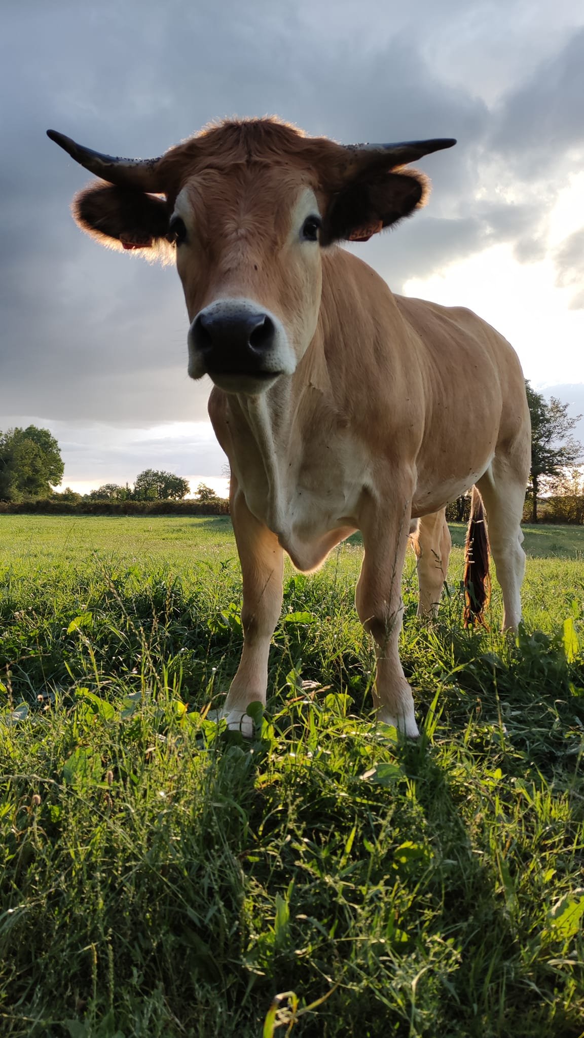 Aucune description de photo disponible. - La corne rose - Le voyage de Léonnie, Safran, et Bouleau 2023