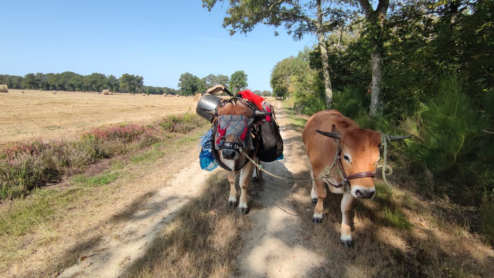 Aucune description de photo disponible. - La corne rose - Le voyage de Léonnie, Safran, et Bouleau 2023