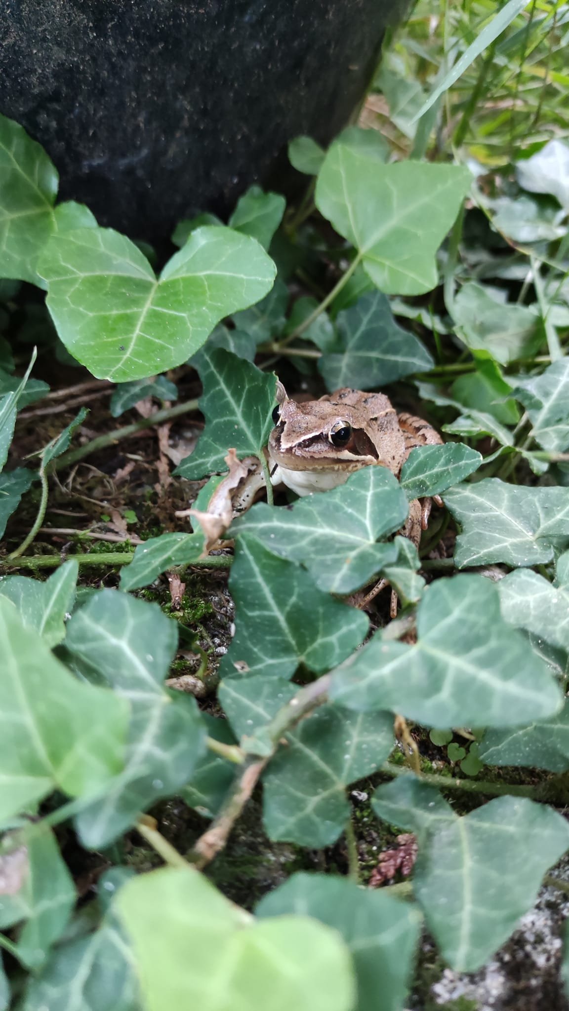 Aucune description de photo disponible. - La corne rose - Le voyage de Léonnie, Safran, et Bouleau 2023