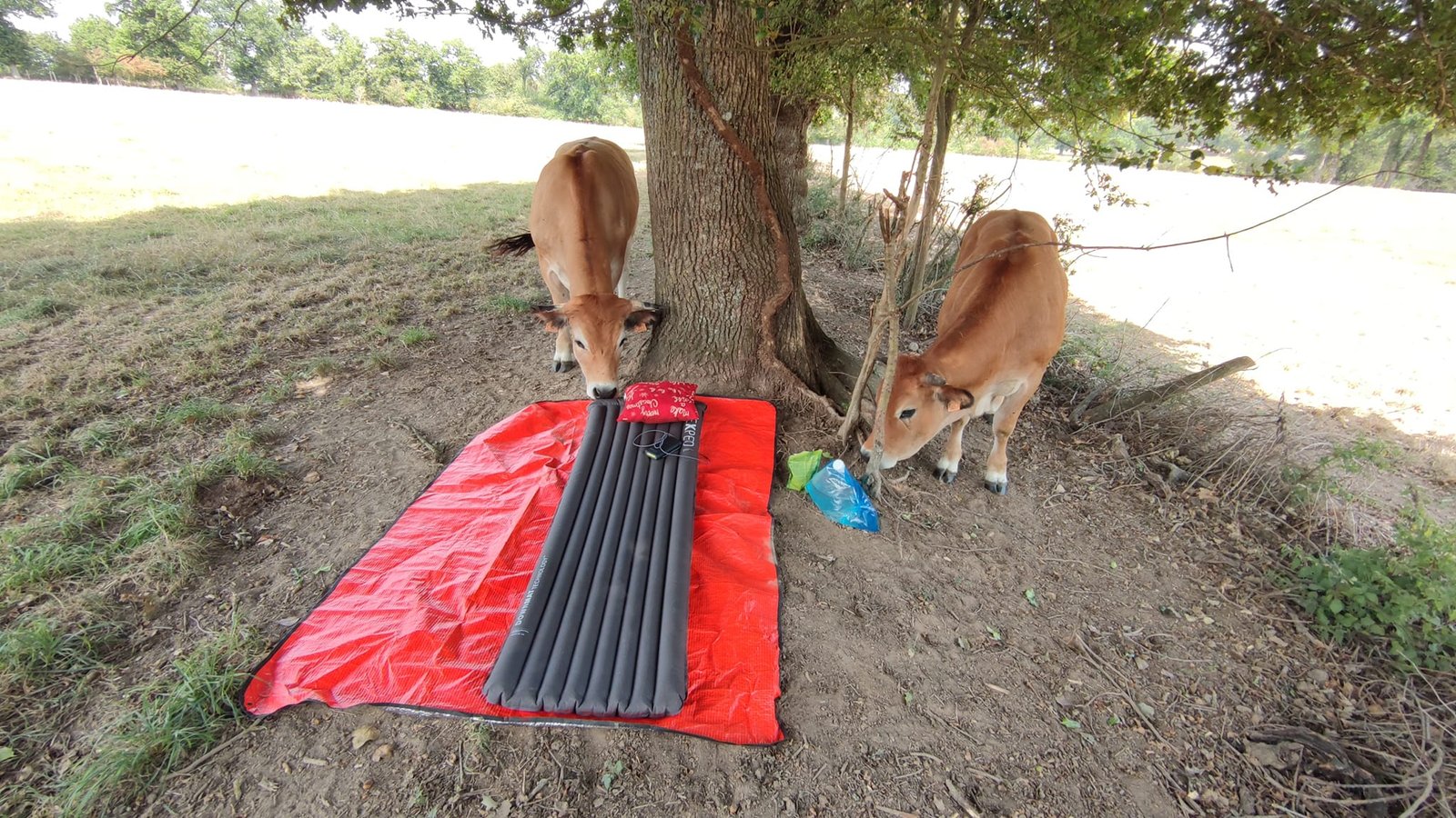 Aucune description de photo disponible. - La corne rose - Le voyage de Léonnie, Safran, et Bouleau 2023