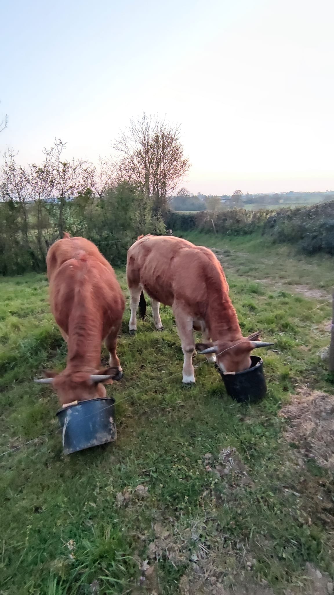 Aucune description de photo disponible. - La corne rose - Le voyage de Léonnie, Safran, et Bouleau 2023