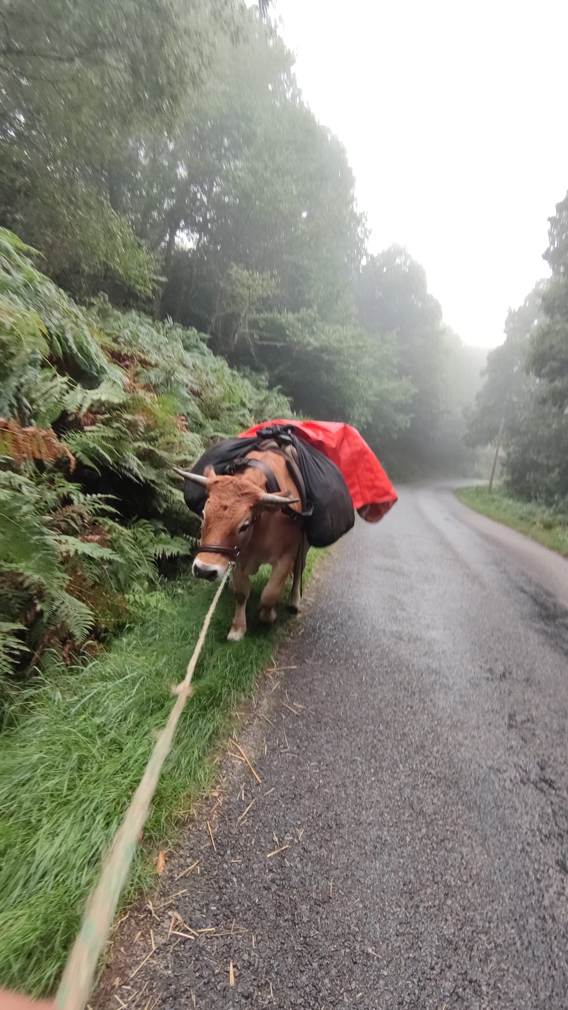 Aucune description de photo disponible. - La corne rose - Le voyage de Léonnie, Safran, et Bouleau 2023