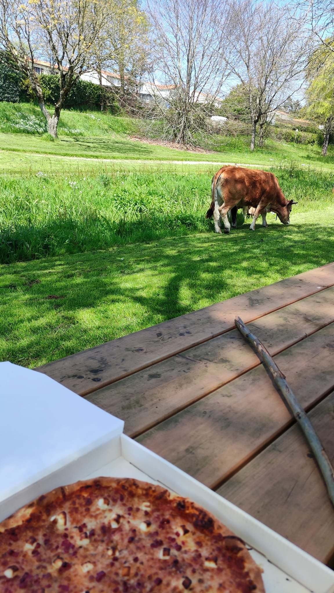 Aucune description de photo disponible. - La corne rose - Le voyage de Léonnie, Safran, et Bouleau 2023