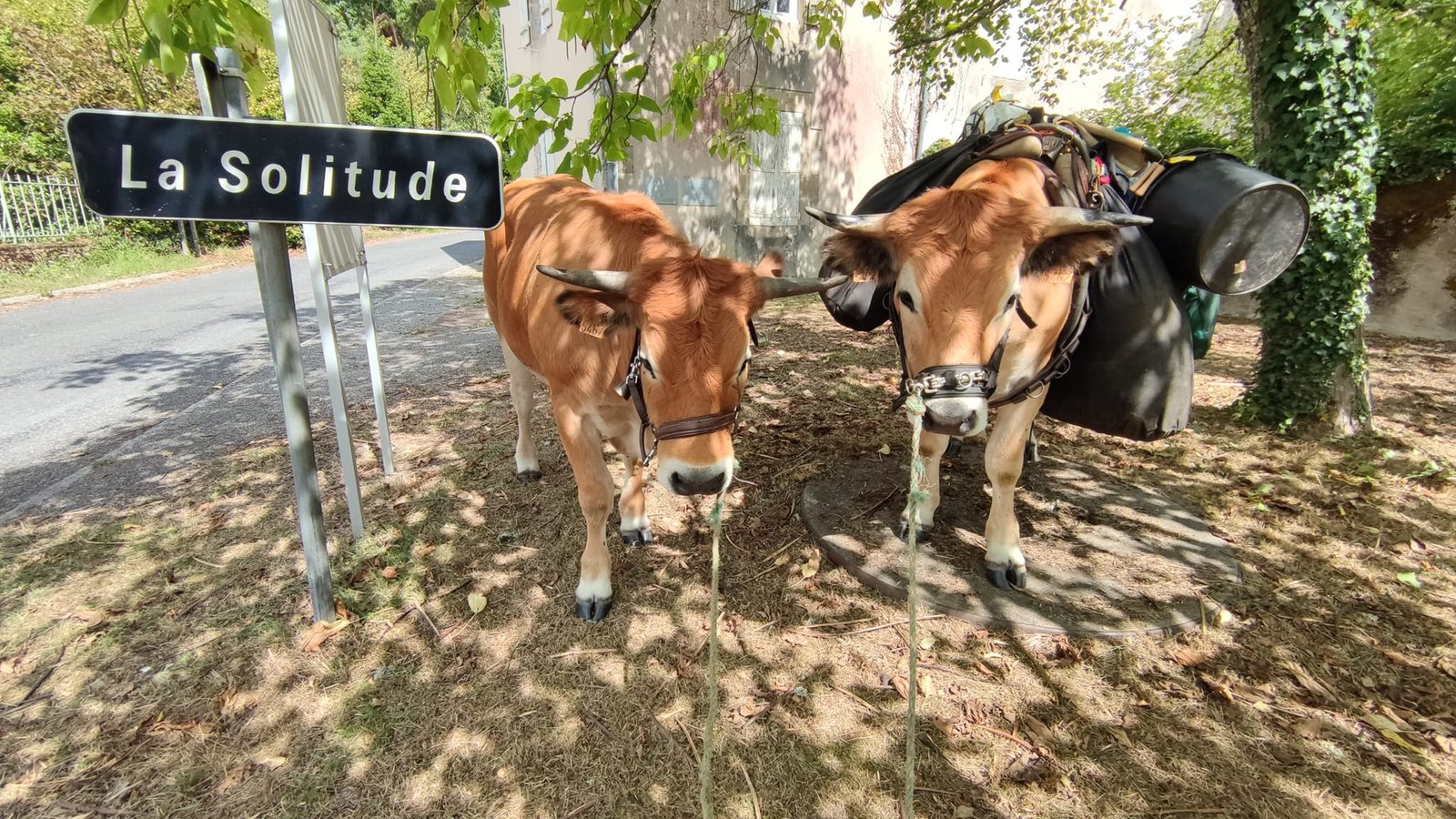 Aucune description de photo disponible. - La corne rose - Le voyage de Léonnie, Safran, et Bouleau 2023