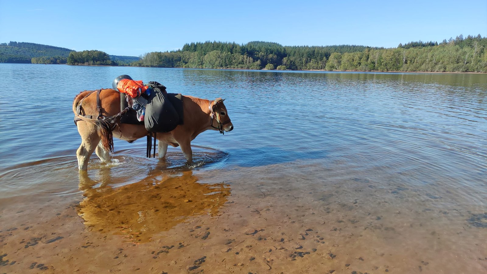 Aucune description de photo disponible. - La corne rose - Le voyage de Léonnie, Safran, et Bouleau 2023