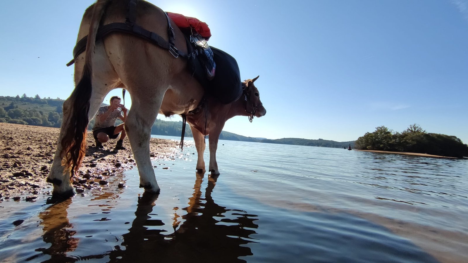 Aucune description de photo disponible. - La corne rose - Le voyage de Léonnie, Safran, et Bouleau 2023