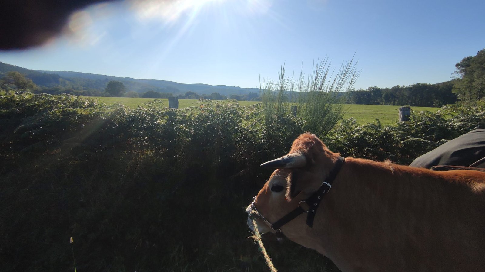 Aucune description de photo disponible. - La corne rose - Le voyage de Léonnie, Safran, et Bouleau 2023