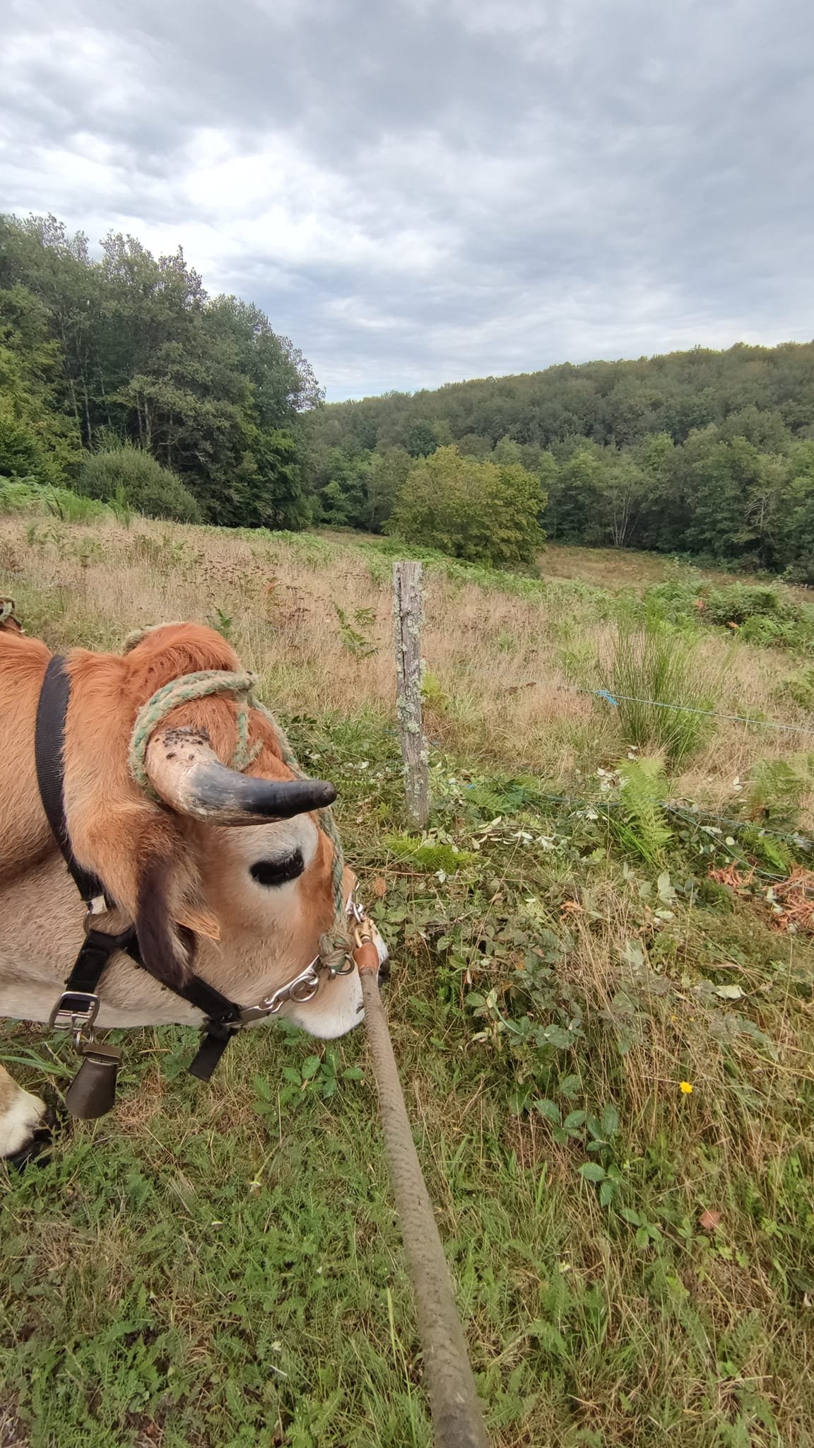 Aucune description de photo disponible. - La corne rose - Le voyage de Léonnie, Safran, et Bouleau 2023