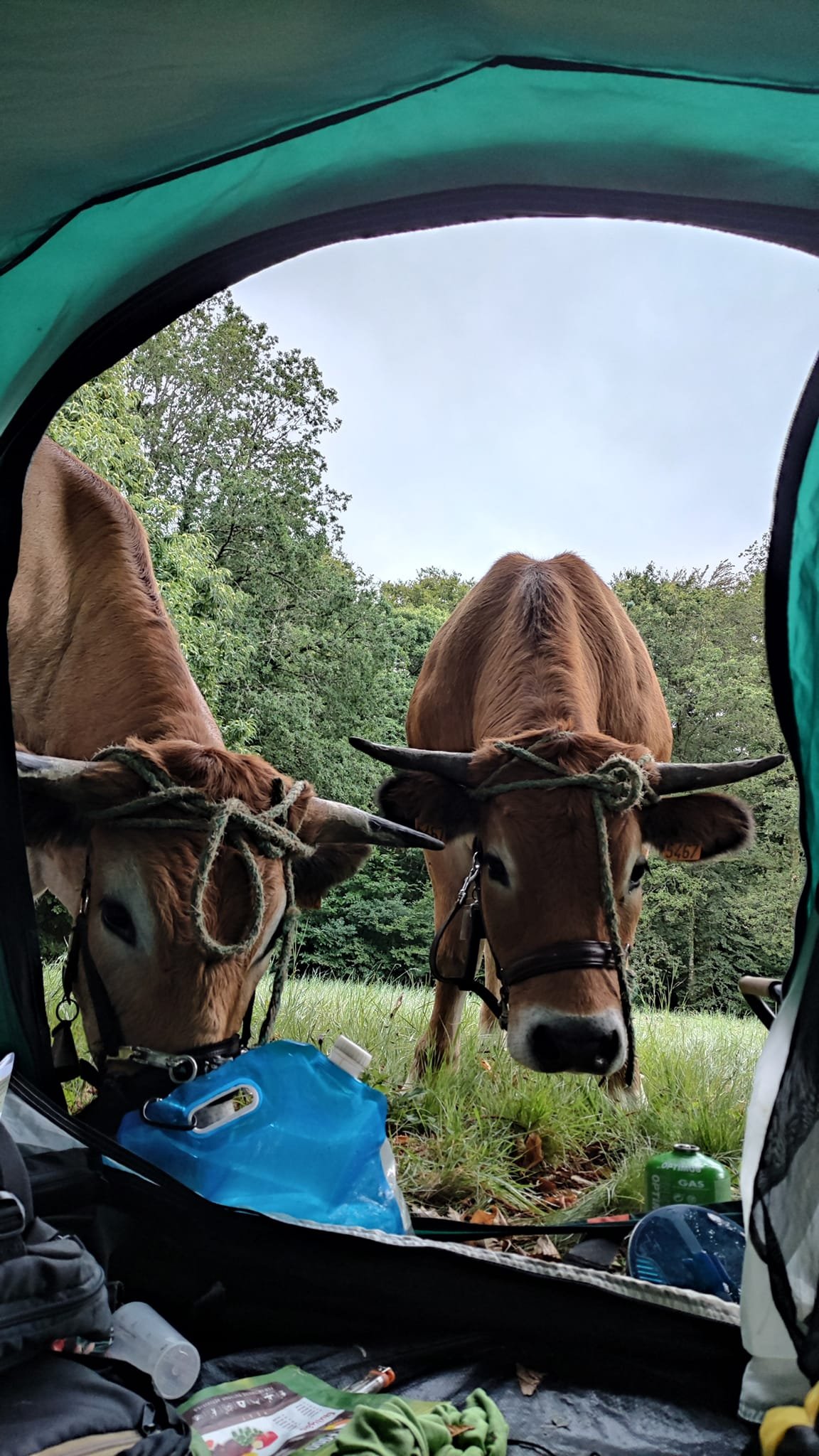 Aucune description de photo disponible. - La corne rose - Le voyage de Léonnie, Safran, et Bouleau 2023