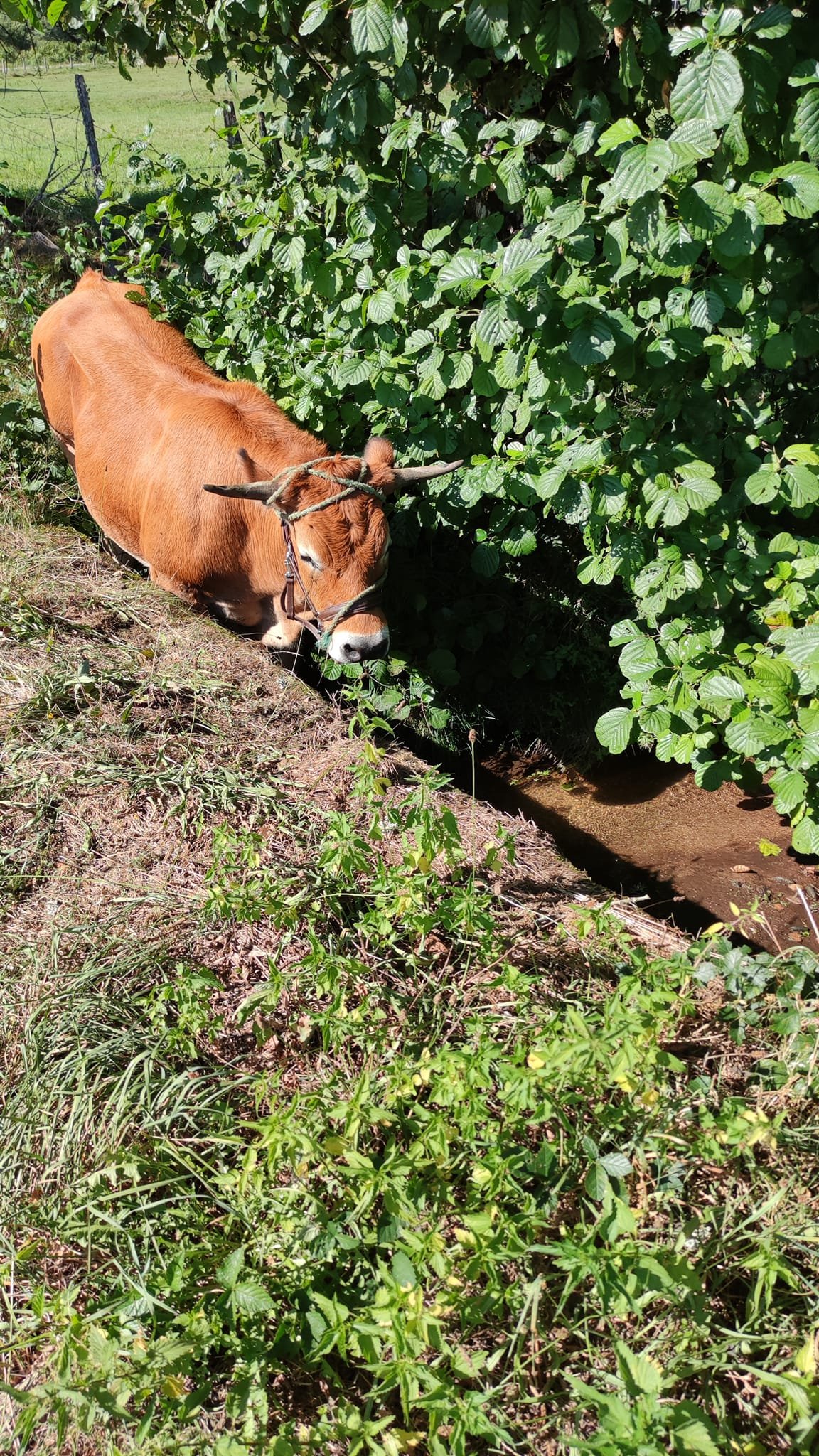 Aucune description de photo disponible. - La corne rose - Le voyage de Léonnie, Safran, et Bouleau 2023