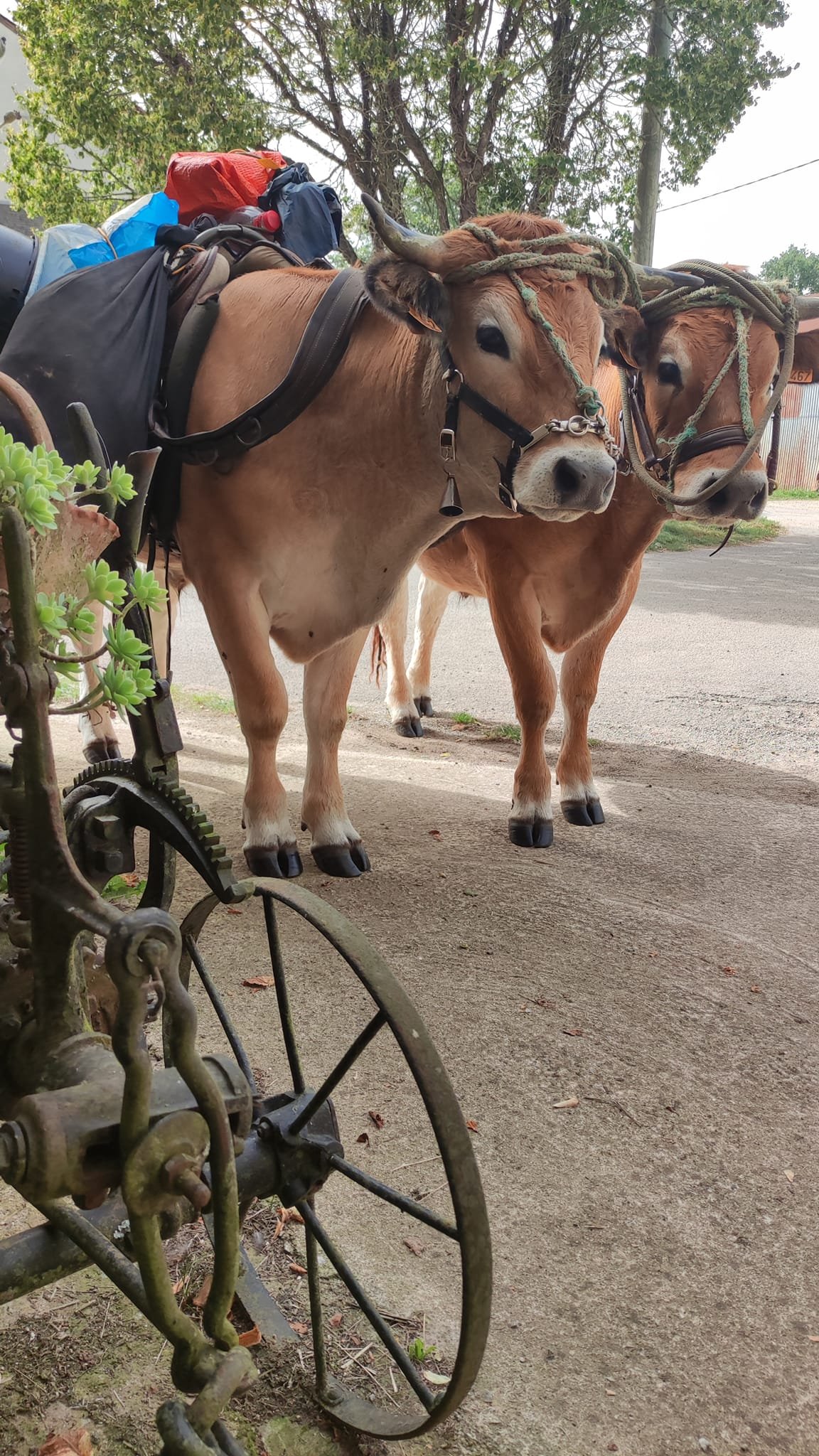 Aucune description de photo disponible. - La corne rose - Le voyage de Léonnie, Safran, et Bouleau 2023