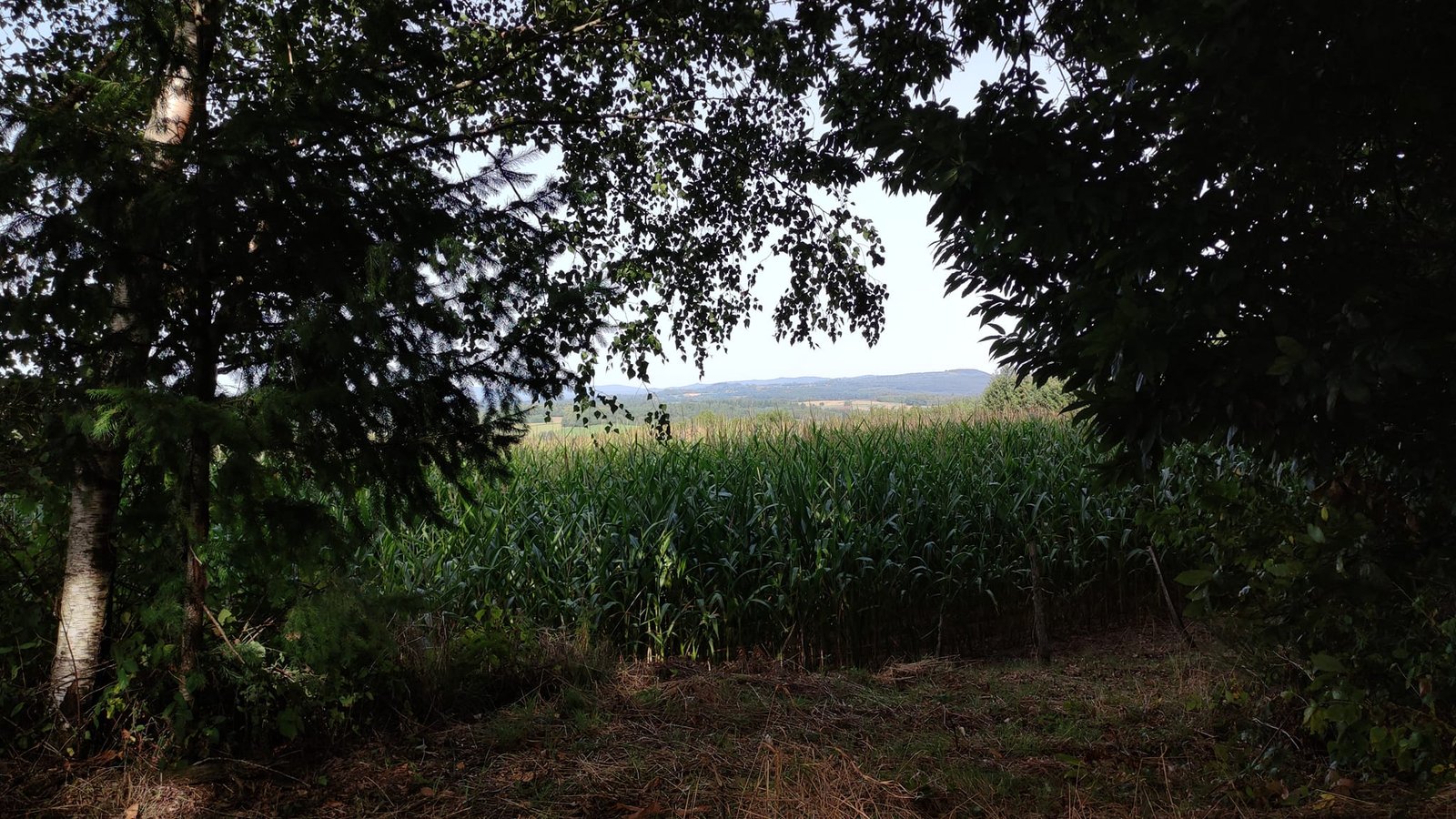 Aucune description de photo disponible. - La corne rose - Le voyage de Léonnie, Safran, et Bouleau 2023