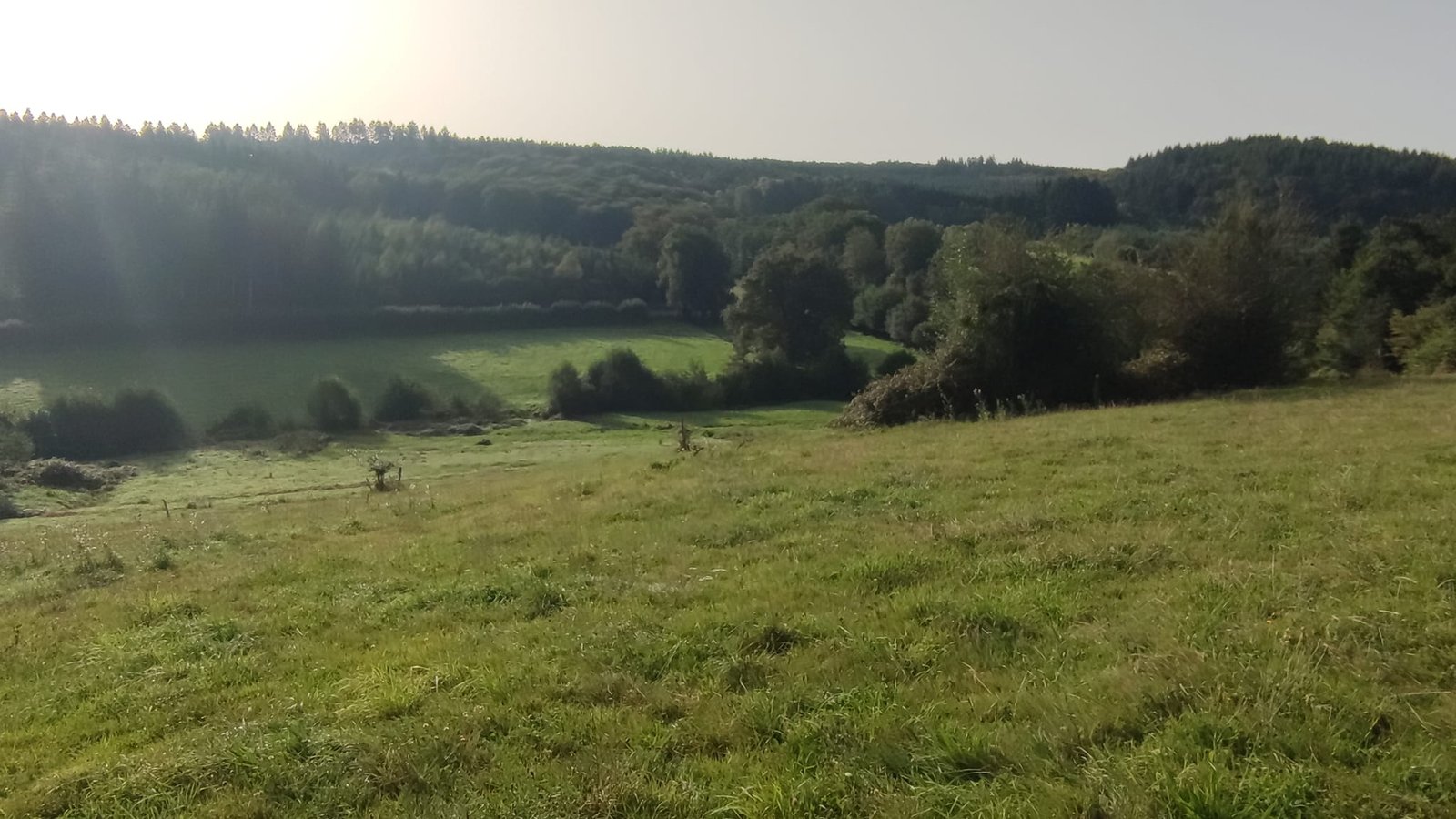 Aucune description de photo disponible. - La corne rose - Le voyage de Léonnie, Safran, et Bouleau 2023