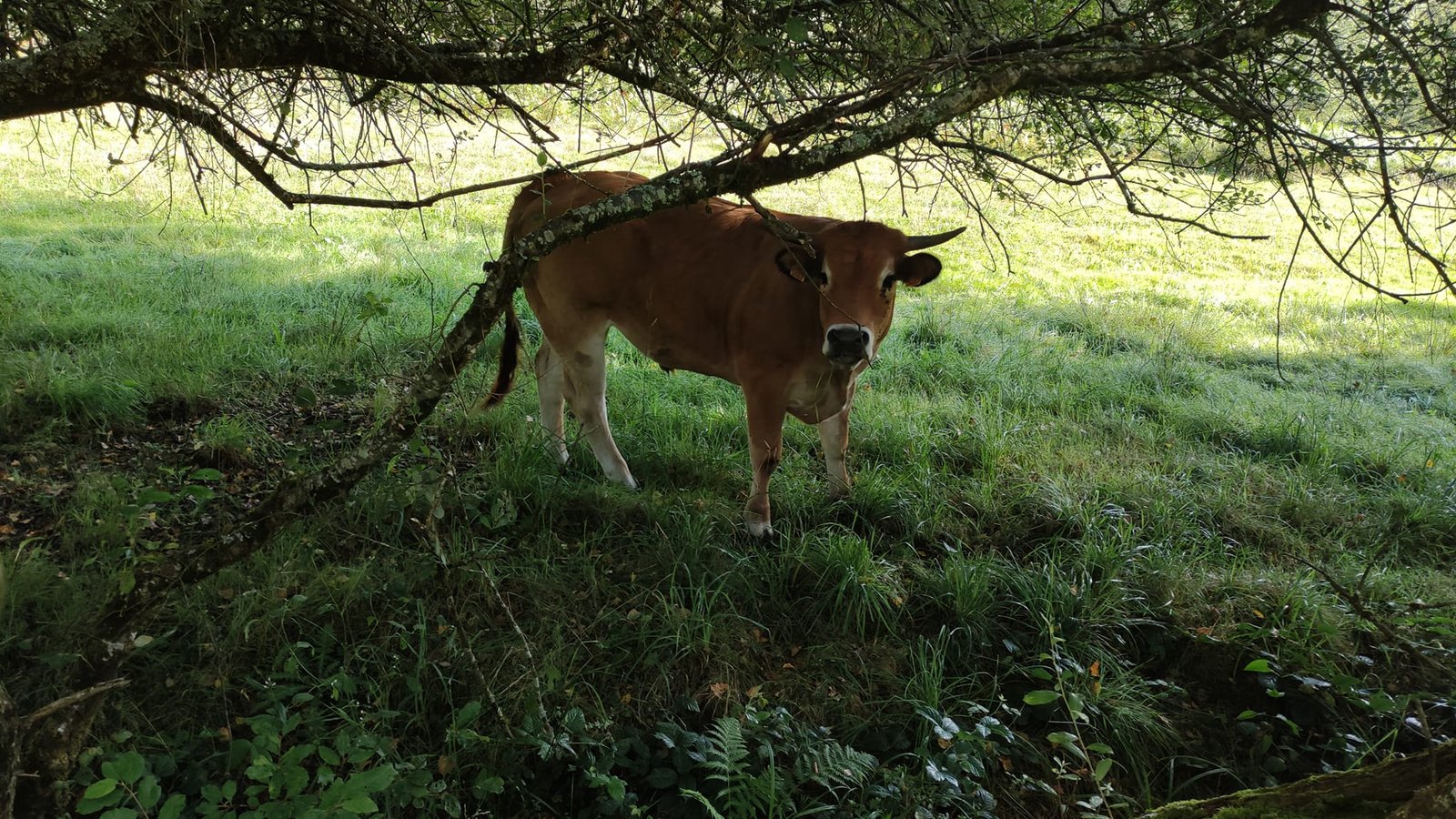 Aucune description de photo disponible. - La corne rose - Le voyage de Léonnie, Safran, et Bouleau 2023