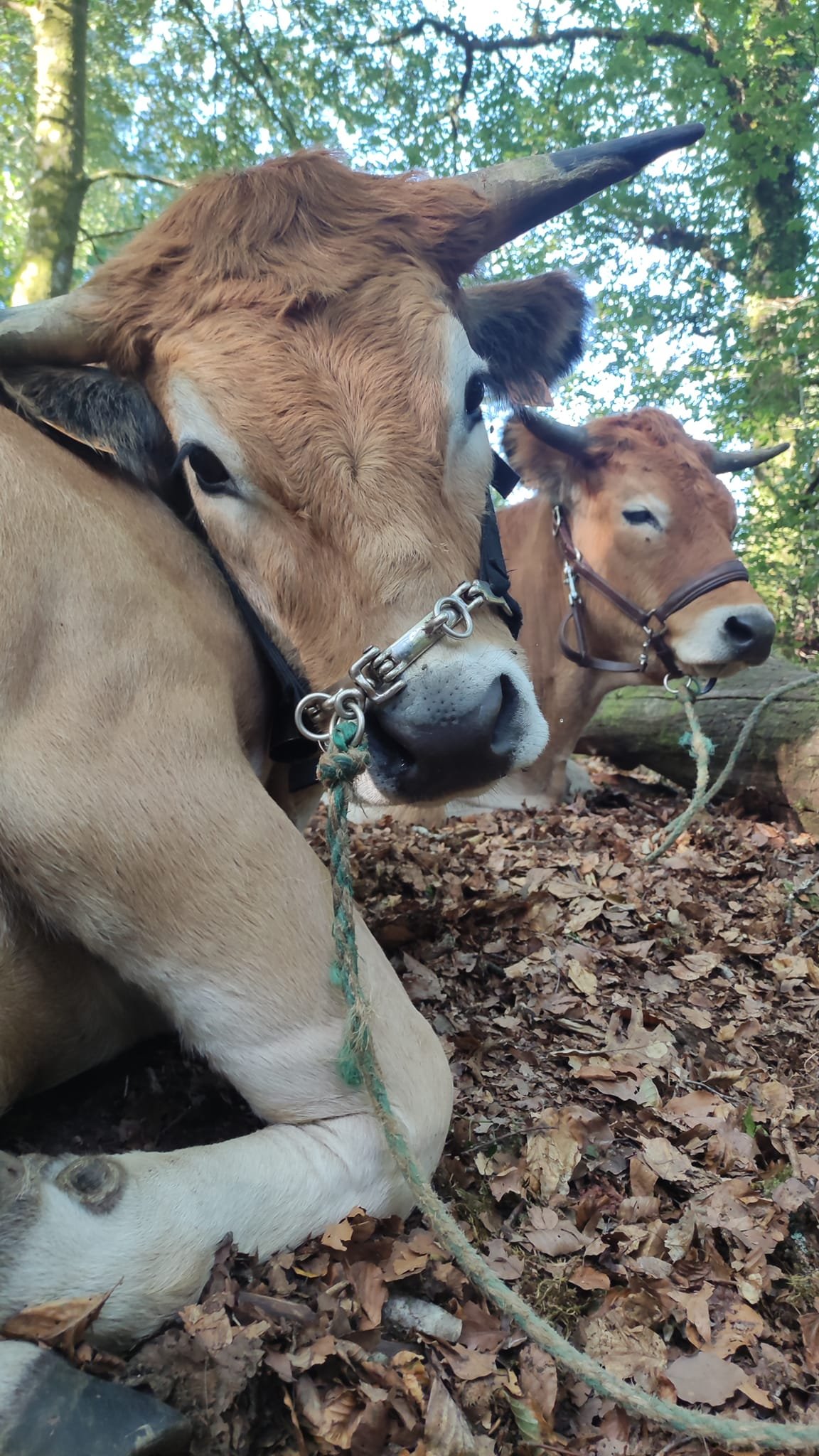 Aucune description de photo disponible. - La corne rose - Le voyage de Léonnie, Safran, et Bouleau 2023