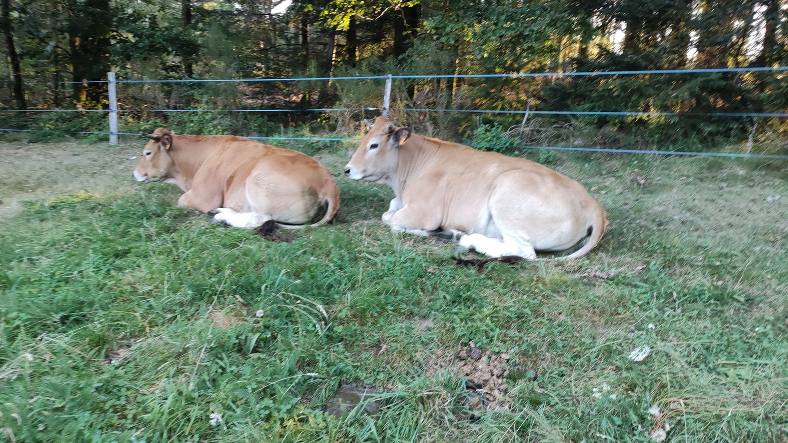 Aucune description de photo disponible. - La corne rose - Le voyage de Léonnie, Safran, et Bouleau 2023