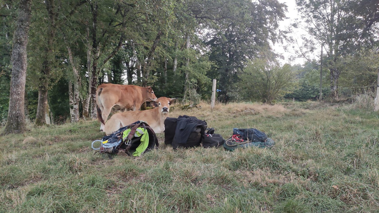 Aucune description de photo disponible. - La corne rose - Le voyage de Léonnie, Safran, et Bouleau 2023