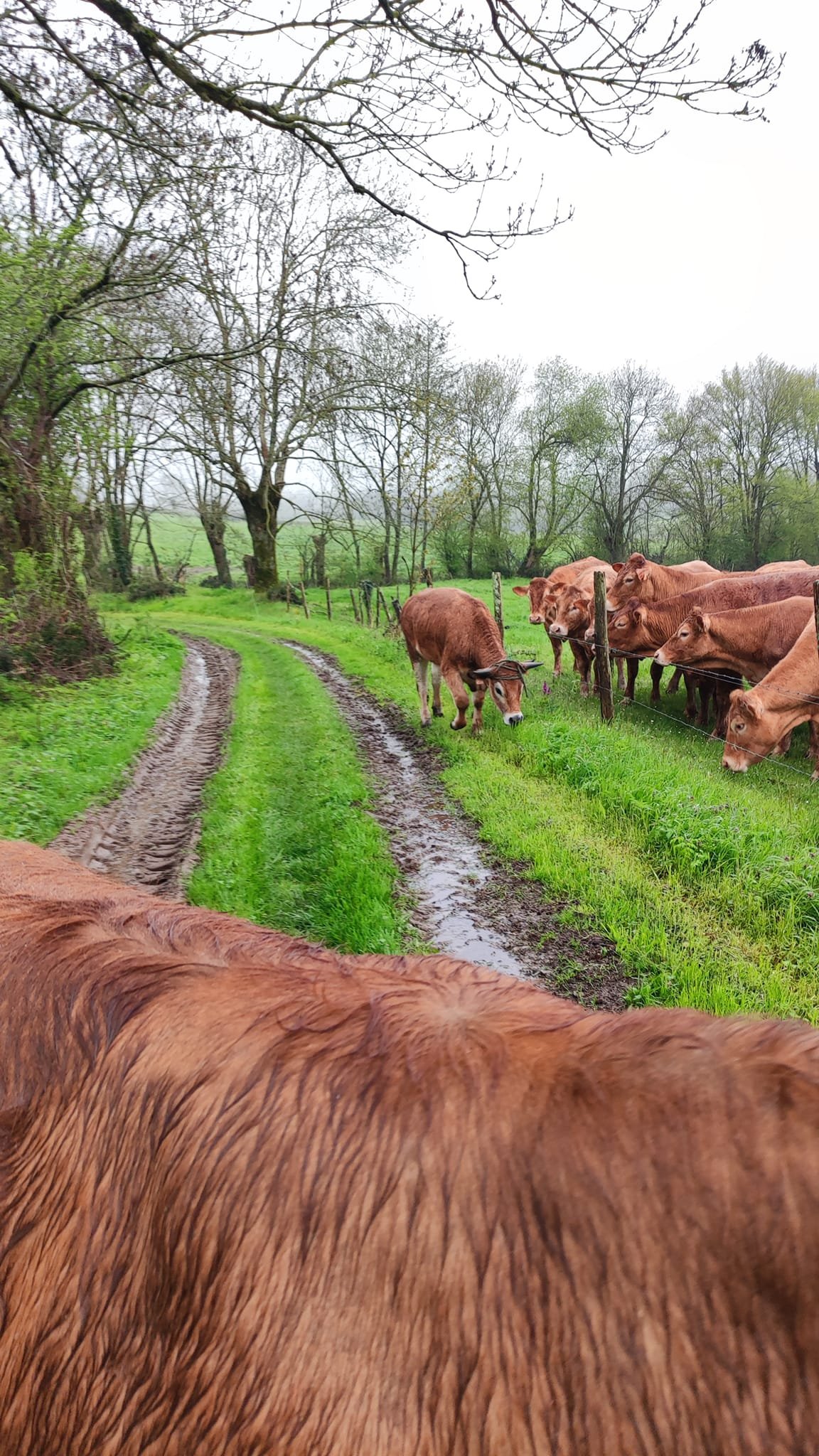 Aucune description de photo disponible. - La corne rose - Le voyage de Léonnie, Safran, et Bouleau 2023