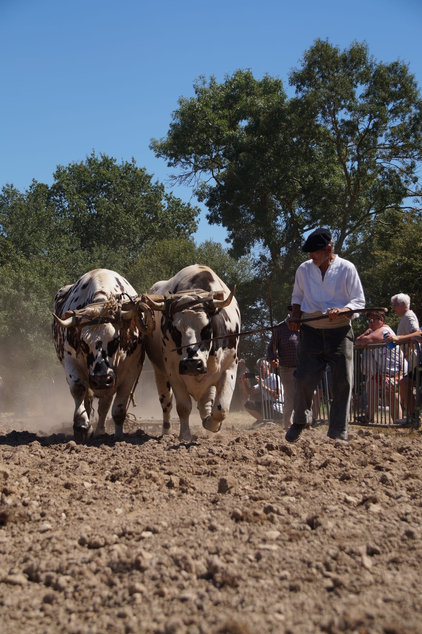 Aucune description de photo disponible. - La corne rose - Le voyage de Léonnie, Safran, et Bouleau 2023