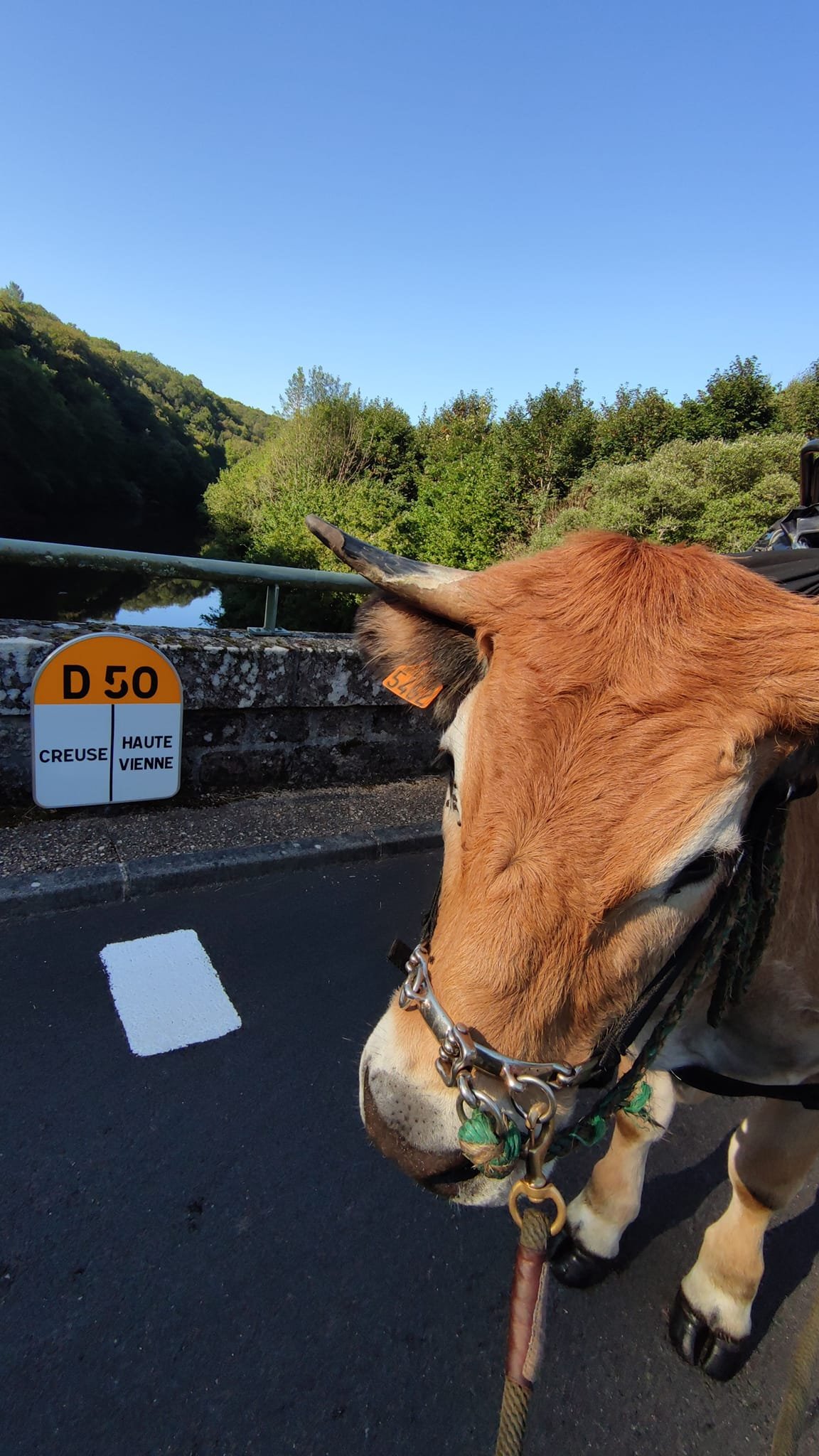 Aucune description de photo disponible. - La corne rose - Le voyage de Léonnie, Safran, et Bouleau 2023