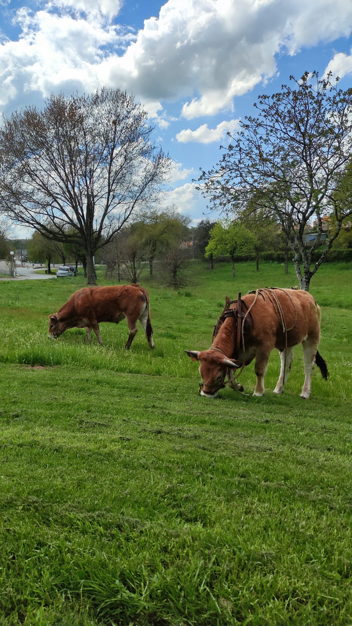 Aucune description de photo disponible. - La corne rose - Le voyage de Léonnie, Safran, et Bouleau 2023