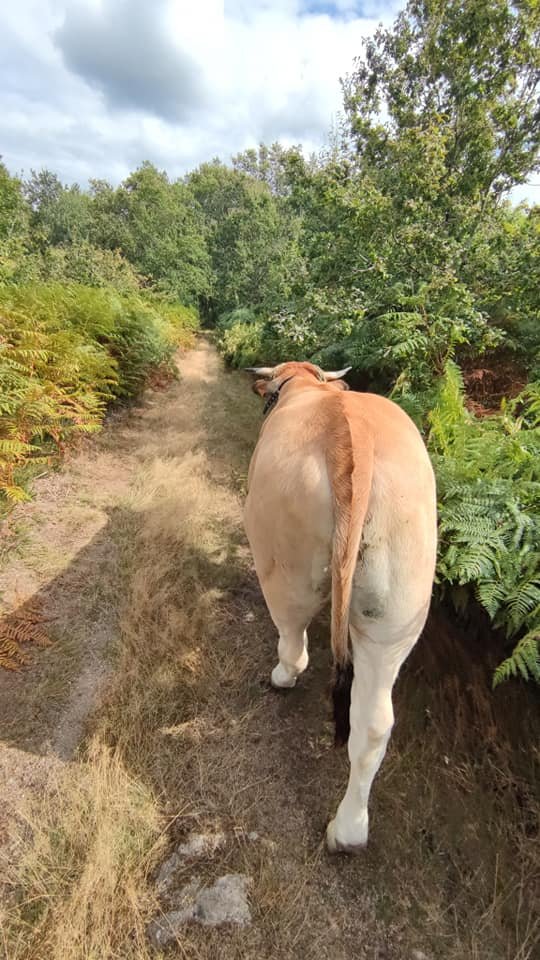 Aucune description de photo disponible. - La corne rose - Le voyage de Léonnie, Safran, et Bouleau 2023