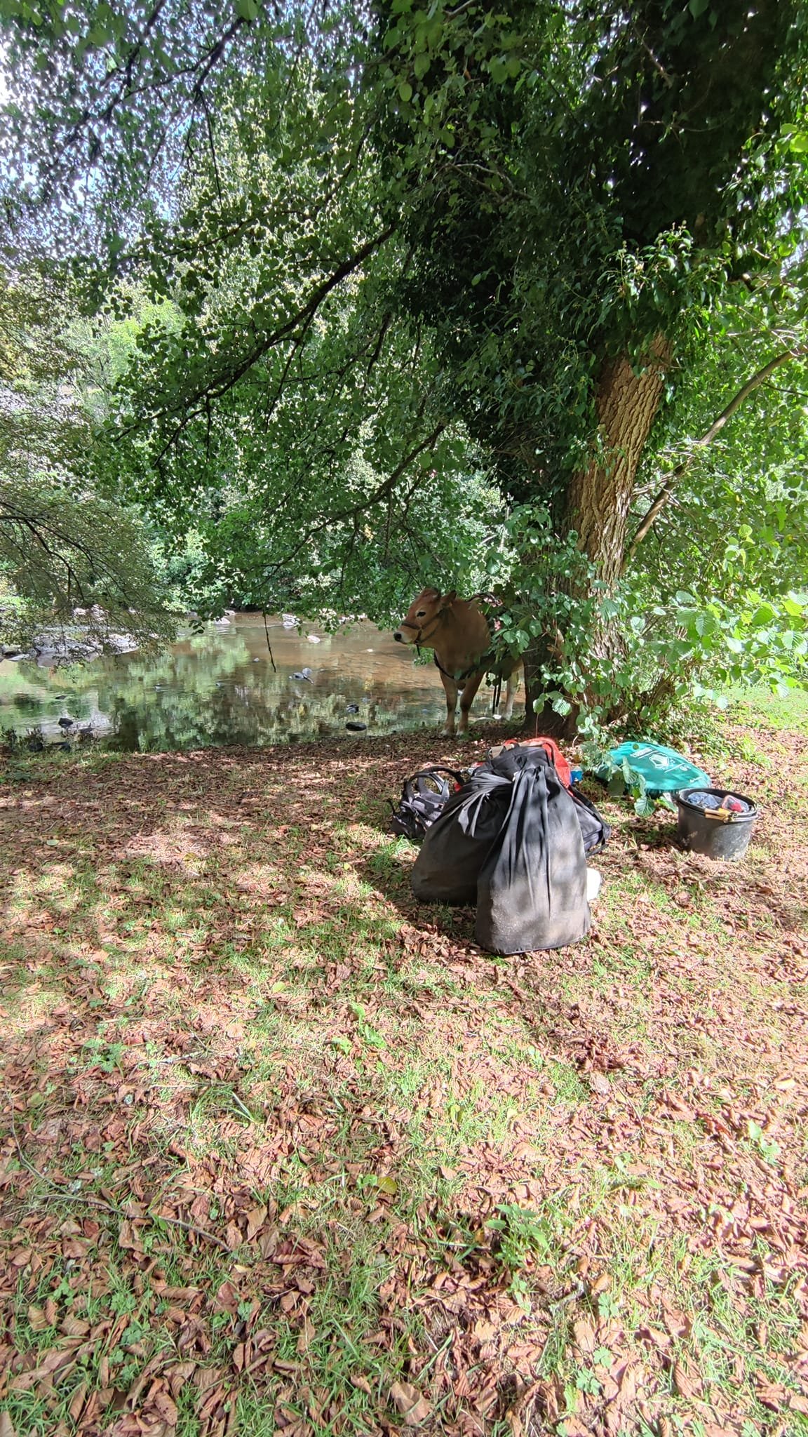 Aucune description de photo disponible. - La corne rose - Le voyage de Léonnie, Safran, et Bouleau 2023